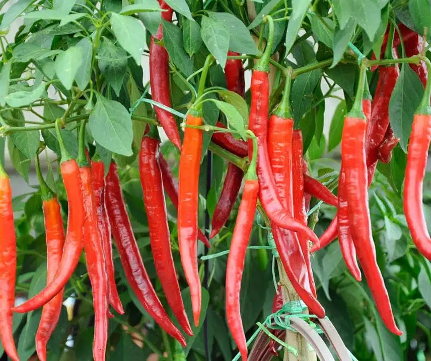 Aštriosios paprikos, vidutinio ankstyvumo, labai aštrios, konservavimui, džiovinimui 'DE CAYENNE' 30 sėklų PS. Aštriosios paprikos, vidutinio ankstyvumo, labai aštrios, konservavimui, džiovinimui 'DE CAYENNE' 30 sėklų PS.