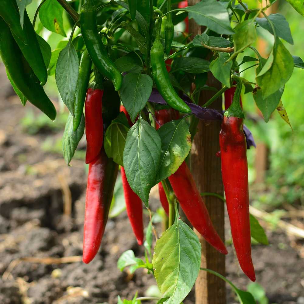 Aštriosios paprikos, vidutinio ankstyvumo, labai aštrios, konservavimui, džiovinimui 'DE CAYENNE' 30 sėklų PS. Aštriosios paprikos, vidutinio ankstyvumo, labai aštrios, konservavimui, džiovinimui 'DE CAYENNE' 30 sėklų PS.