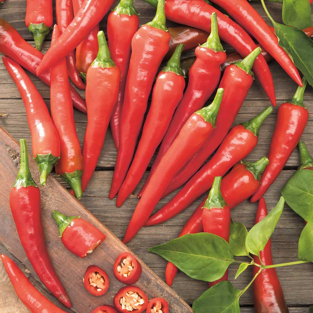 Aštriosios paprikos, vidutinio ankstyvumo, labai aštrios, konservavimui, džiovinimui 'DE CAYENNE' 30 sėklų PS. Aštriosios paprikos, vidutinio ankstyvumo, labai aštrios, konservavimui, džiovinimui 'DE CAYENNE' 30 sėklų PS.
