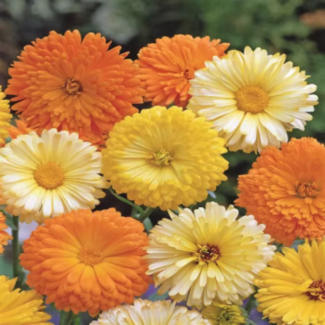 Vaistinės medetkos žemos, geltonos ir oranžinės 'FIESTA GITANA' 2 g PS. Vaistinės medetkos žemos, geltonos ir oranžinės 'FIESTA GITANA' 2 g PS.