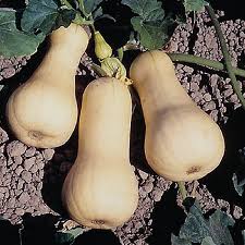 Moliūgai muskusiniai kriaušiniai 'WALTHAM BUTTERNUT' 50g (Didelė pakuotė) Moliūgai muskusiniai kriaušiniai 'WALTHAM BUTTERNUT' 50g (Didelė pakuotė)