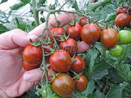 pomidorai Tigrino raud-dryz.keke