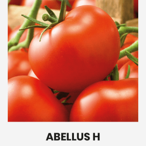 Labai ankstyvi pomidorai 'ABELLUS H' 10 sėklų A.