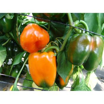 Paprikos saldžiosios oranžinės, vidutinio ankstyvumo, derlingos 'KUBISTA F1' 10 sėklų PS. Paprikos saldžiosios oranžinės, vidutinio ankstyvumo, derlingos 'KUBISTA F1' 10 sėklų PS.