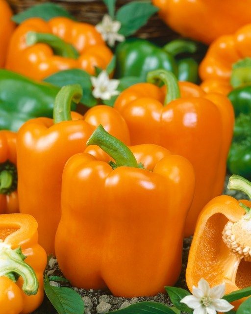 Paprikos saldžiosios oranžinės, vidutinio ankstyvumo, derlingos 'KUBISTA F1' 10 sėklų PS. Paprikos saldžiosios oranžinės, vidutinio ankstyvumo, derlingos 'KUBISTA F1' 10 sėklų PS.