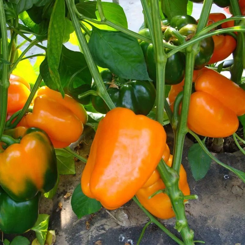 Paprikos saldžiosios oranžinės, vidutinio ankstyvumo, derlingos 'KUBISTA F1' 10 sėklų PS. Paprikos saldžiosios oranžinės, vidutinio ankstyvumo, derlingos 'KUBISTA F1' 10 sėklų PS.