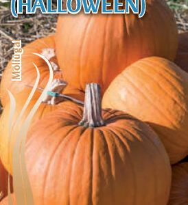 Muskusiniai moliūgai maistui ir drožybai 'HOWDEN (HALLOWEEN)' 12 sėklų S.