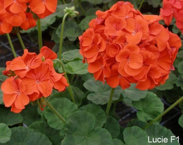 Pelargonijos krūminės oranžinės, žalialapės 'LUCIE F1' 5 sėklos S.