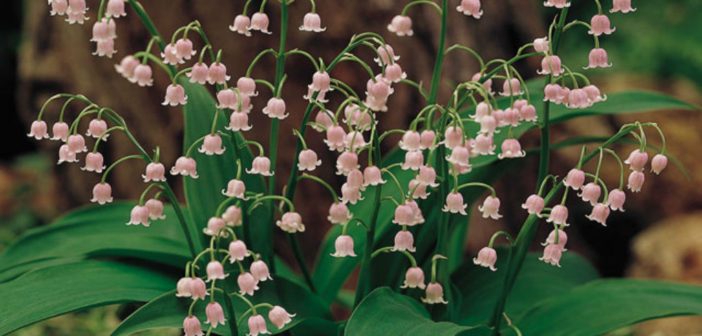 Pakalnutės rožinės daugiametės 'Rosea', 3 vnt Pakalnutės rožinės daugiametės 'Rosea', 3 vnt