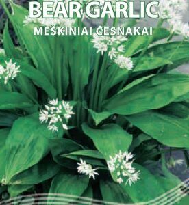 Meškiniai česnakai daugiamečiai 'BEAR GARLIC' 0,1 g S.