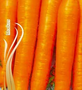 Morkos vidutinio ankstyvumo 'NANTES 5' 5 g S.