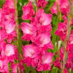 Kardeliai (Gladijolės) stambiažiedžiai ryškiai rožiniai 'FAIRYTALE PINK' 10 svogūnėlių Naujiena 2021 m.