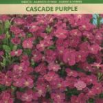 aubretės hibridinės Cascade Purple