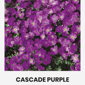 Aubretės hibridinės purpurinės, kiliminiai, daugiamečiai 'CASCADE PURPLE' 0,1 g A.