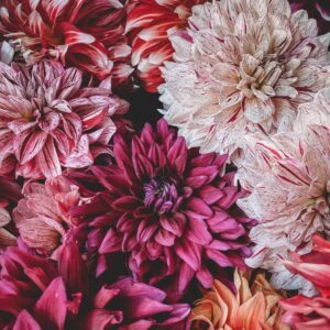 Svogūninės gėlės (vasarai)