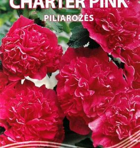 Piliarožės aukštosios pilnavidurės rožinės 'CHARTER PINK' 0,3 g S.