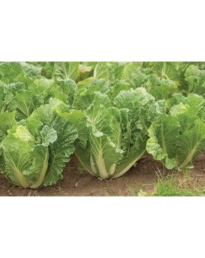 Kopūstai pekino (kininiai bastučiai) ankstyvi, nesužydi ‘SPRINKIN H’ 25 sėklos SG. Kopūstai pekino (kininiai bastučiai) ankstyvi, nesužydi ‘SPRINKIN H’ 25 sėklos SG.