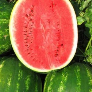 Arbūzai vidutinio ankstyvumo, dideli, ypatingai saldūs 'TOPGUN H' 100 sėklų (Naudinga pakuotė)