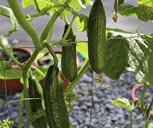 Agurkai MINI ilgavaisiai, labai ankstyvi, salotiniai, tinka vazonams 'PONY H' 10 sėklų ELITE Agurkai MINI ilgavaisiai, labai ankstyvi, salotiniai, tinka vazonams 'PONY H' 10 sėklų ELITE