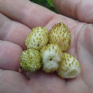 Žemuogių geltonų daigai, didelės saldžios 'YELLOW WONDER' 1 vnt.
