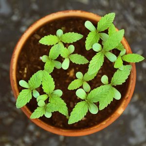 Stevia-rebaudiana VAZONELYJE MOL jauni augalai