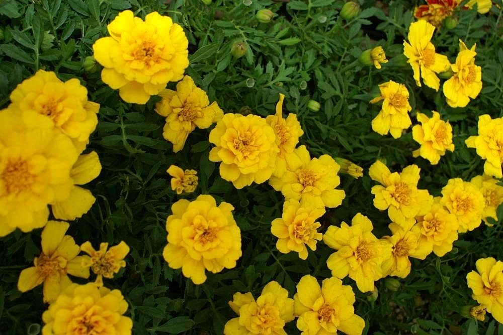 Serenčiai žemi geltoni, išskirtinės „gvazdiko“ žiedo formos 'SAFARI YELLOW' 30 sėklų SM