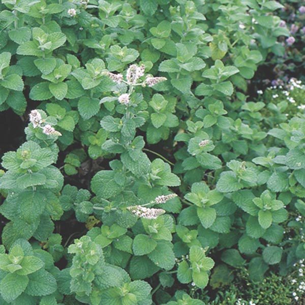 Obuolinės mėtos (Applemint) (Lot.Mentha suaveolens) 500 sėklų J. Obuolinės mėtos (Applemint) (Lot.Mentha suaveolens) 500 sėklų J.