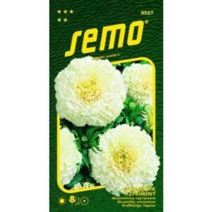 Serenčiai didieji aukšti, baltais žiedais 'KILIMANJARO WHITE' 15 sėklų SM.