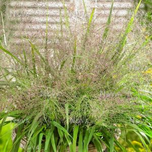 Eragrostis-spectabilis-in-basket