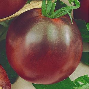 NERONDO tomato-nerondo-h VAISIUS