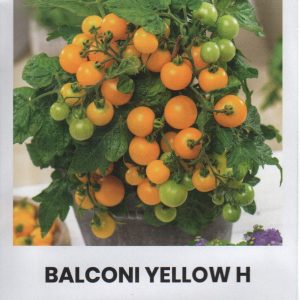 Pomidorai vazoniniai geltoni, derlingi 'BALCONI YELLOW H' 0,1 g A.