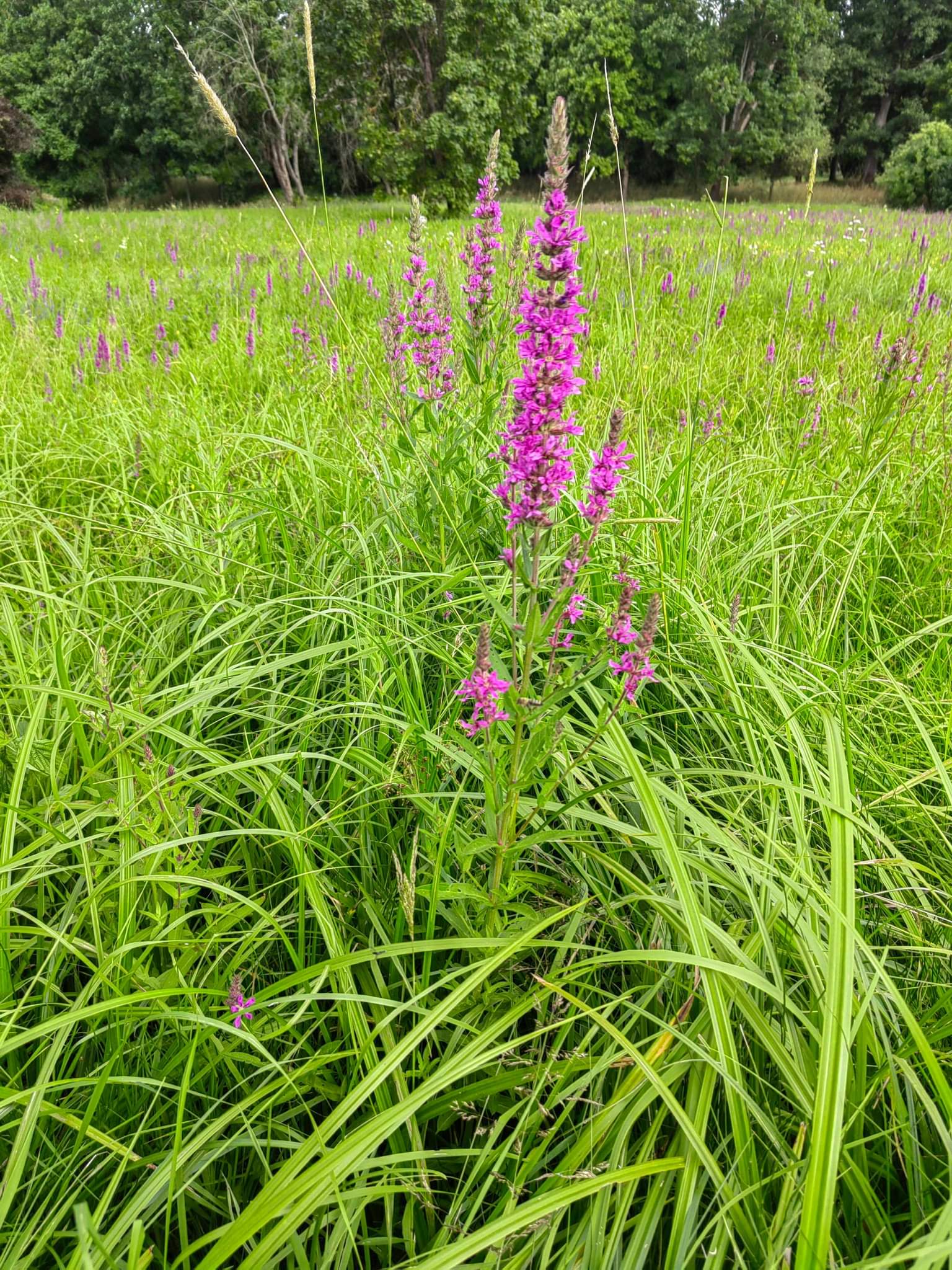 Paprastosios raudoklės, medingos, patinka drėgnos vietos 0,25 g SLG. Paprastosios raudoklės, medingos, patinka drėgnos vietos 0,25 g SLG.