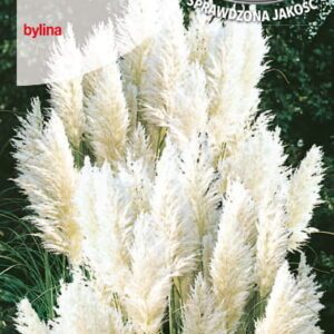 Argentininės kortaderijos baltos (biale) 0,1 g T.