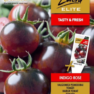 Pomidorai Indigo Rose