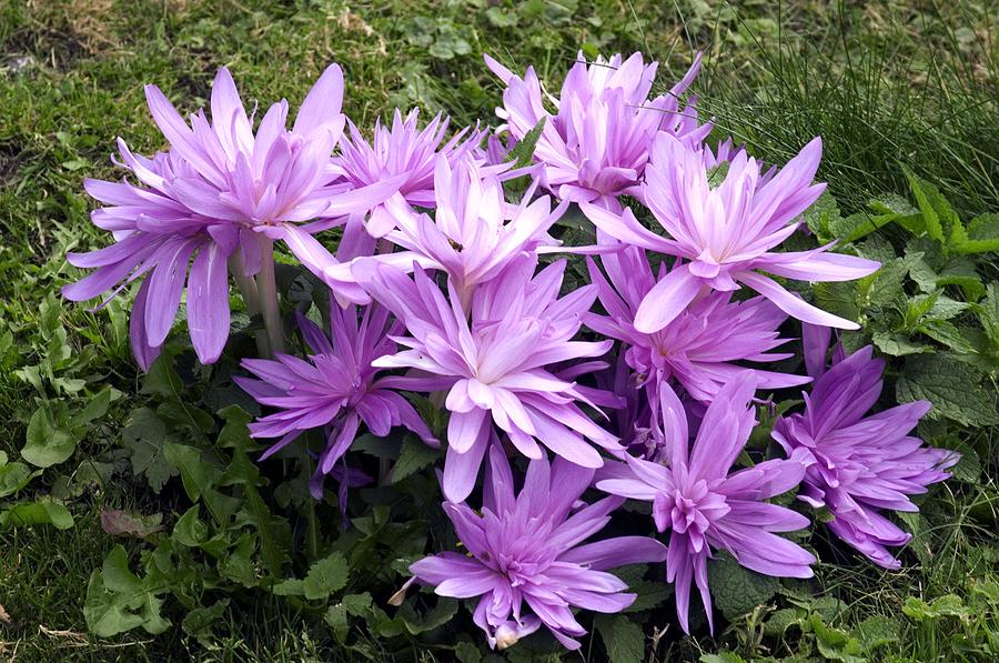 Vėlyviai (Colchicum) pilnaviduriai, alyviniai, žydi rudenį 'WATERLILY', 1 svogūnėlis (Elite) Vėlyviai (Colchicum) pilnaviduriai, alyviniai, žydi rudenį 'WATERLILY', 1 svogūnėlis (Elite)