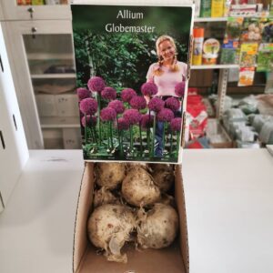 Česnakai dekoratyviniai alyviniai dideli žiedai 'GLADIATOR PURPLE', skaičiuojami po 1 svogūnėlį Česnakai dekoratyviniai alyviniai dideli žiedai 'GLADIATOR PURPLE', skaičiuojami po 1 svogūnėlį