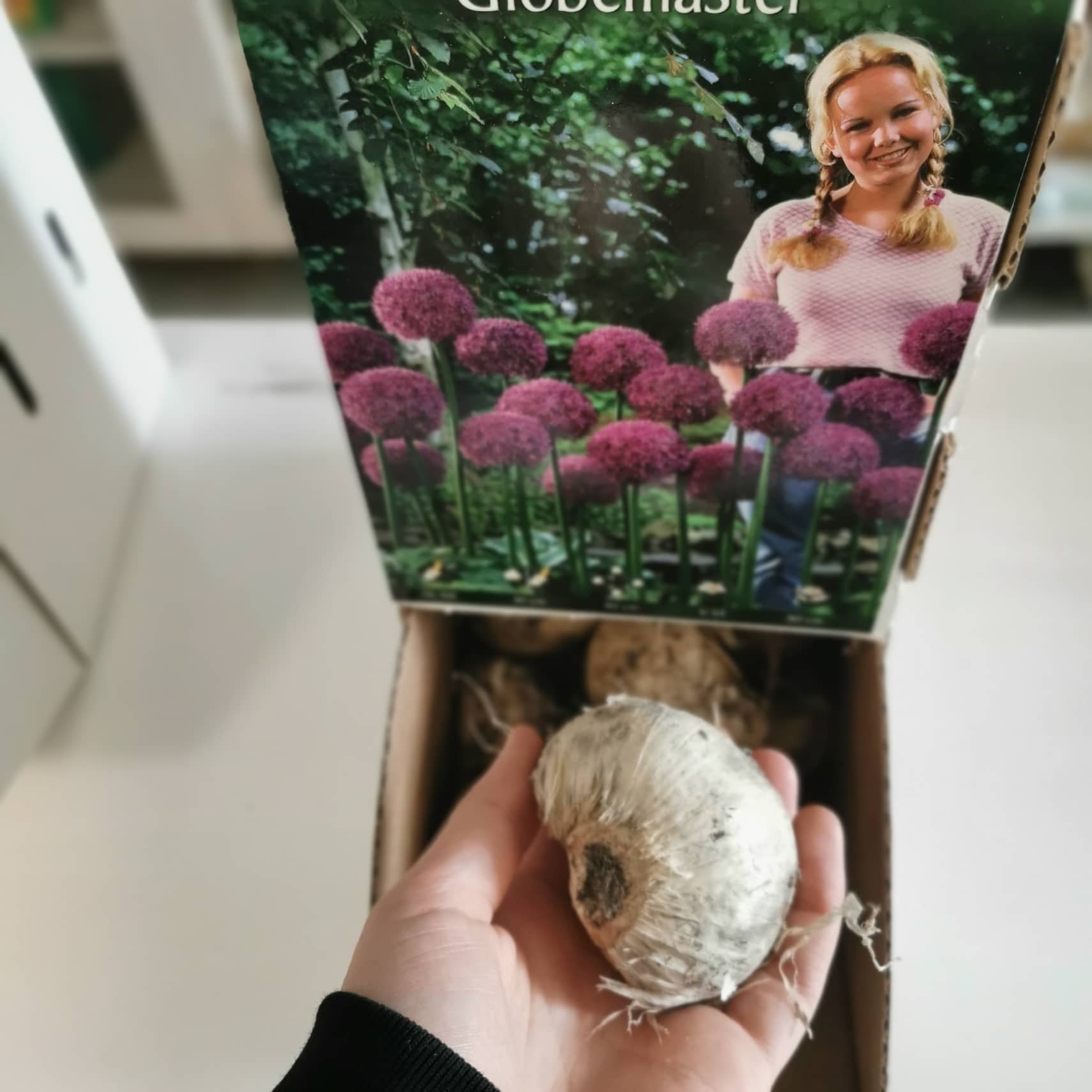 Česnakai dekoratyviniai alyviniai dideli žiedai 'GLADIATOR PURPLE', skaičiuojami po 1 svogūnėlį Česnakai dekoratyviniai alyviniai dideli žiedai 'GLADIATOR PURPLE', skaičiuojami po 1 svogūnėlį