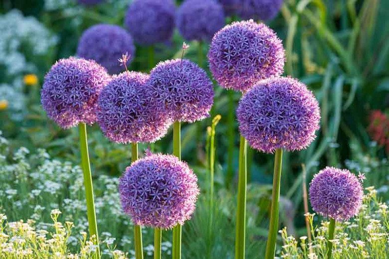 Česnakai dekoratyviniai violetiniai 'Globemaster', 1 svogūnėlis Česnakai dekoratyviniai violetiniai 'Globemaster', 1 svogūnėlis