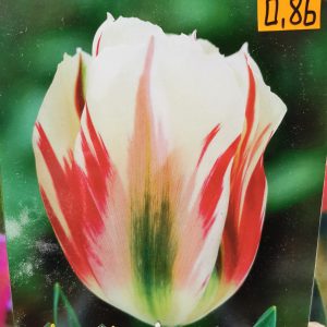 Tulpės viridiflora Flaming Springgreen
