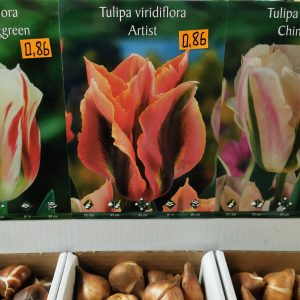 Tulpės žaliažiedės žemos oranžinės 'ARTIST', po 1 vnt. iš dėžės NAUJIENA 2022 m.
