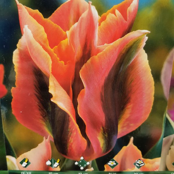 tulpės viridiflora Artist žemos