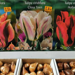 Tulpės žaliažiedės žemos šviesiai rožinės CHINA TOWN', po 1 vnt. iš dėžės NAUJIENA 2022 m.