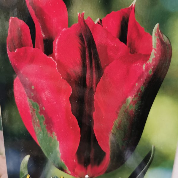 tulpės viridiflora Hollywood