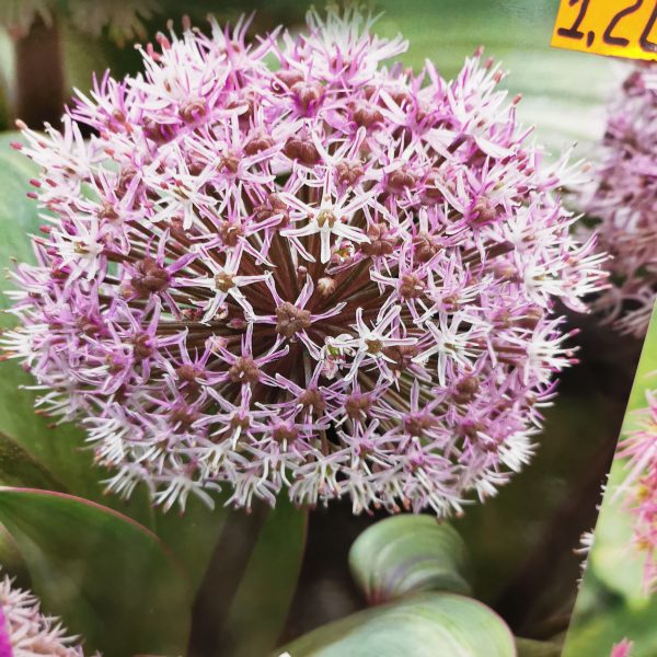 česnakai dekoratyviniai žemi (Allium karataviense)