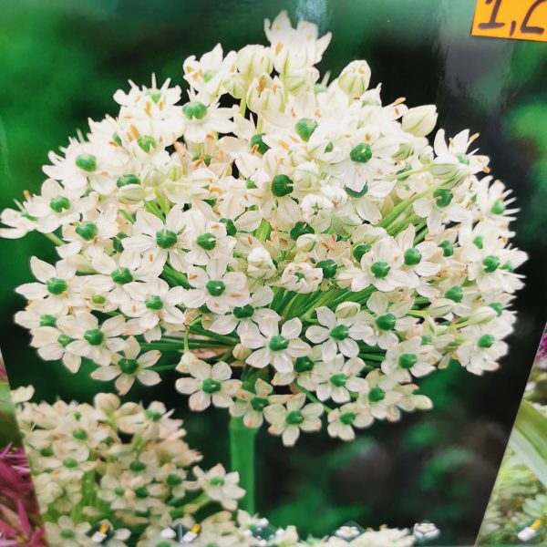 Česnakai dekoratyviniai Allium nigrum balti