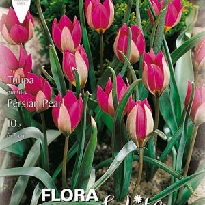 Tulpės laukinės smulkiais rožinias žiedais, tinka vejai 'PERSIAN PEARL', 10 svogūnėlių NAUJIENA 2022 m.