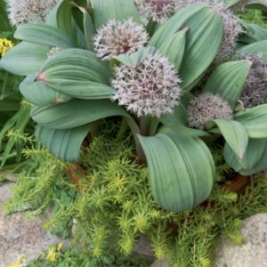 česnakai dekoratyviniai Allium karataviense žemi ir gelsvi šilokai