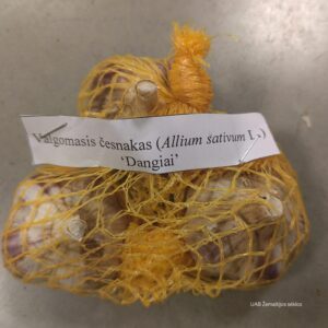 Valgomieji česnakai žieminiai 'DANGIAI' (iš Babtų LAMMC instituto) 100 g (sertifikuoti)