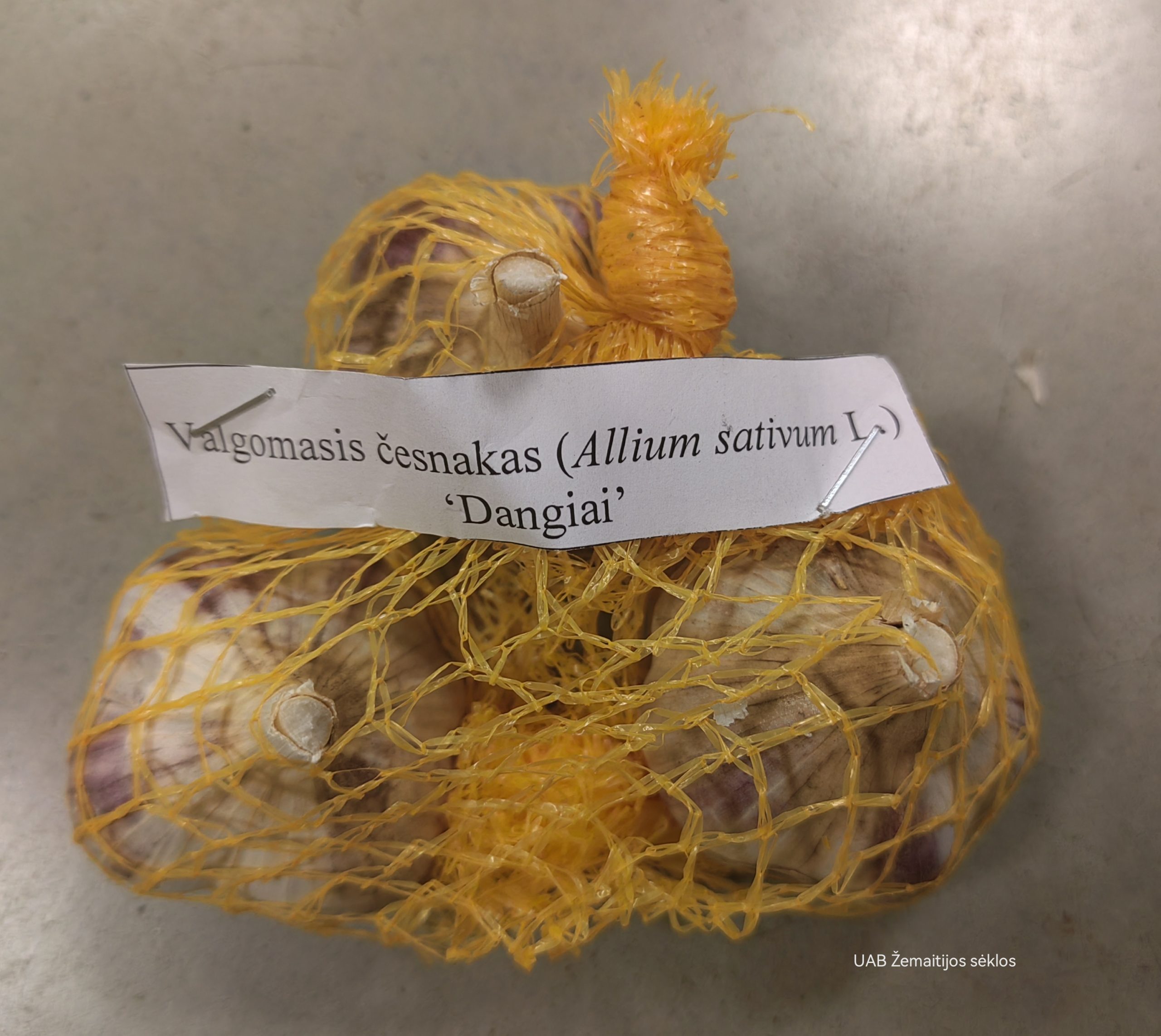 Valgomieji česnakai žieminiai 'DANGIAI' (iš Babtų LAMMC instituto) 100 g (sertifikuoti) Valgomieji česnakai žieminiai 'DANGIAI' (iš Babtų LAMMC instituto) 100 g (sertifikuoti)