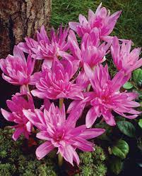 Vėlyviai (Colchicum) pilnaviduriai, alyviniai, žydi rudenį 'WATERLILY', 1 svogūnėlis (Elite) Vėlyviai (Colchicum) pilnaviduriai, alyviniai, žydi rudenį 'WATERLILY', 1 svogūnėlis (Elite)